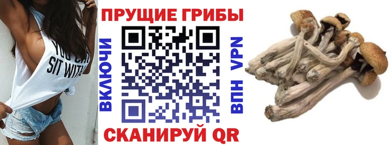 закладки  Пущино  Галлюциногенные грибы мицелий 